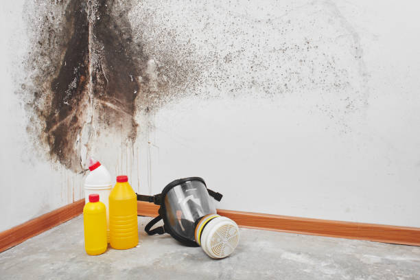 High Bridge, WA Mold Remediation Company