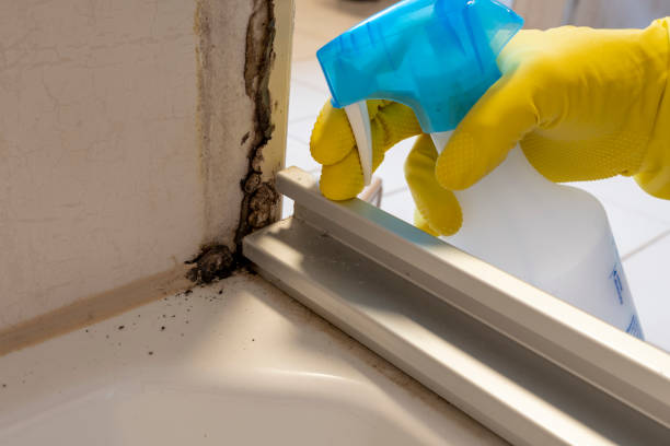 Best Attic Mold Remediation in High Bridge, WA