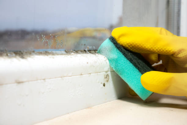 Best Mold Remediation for Specific Building Types in High Bridge, WA