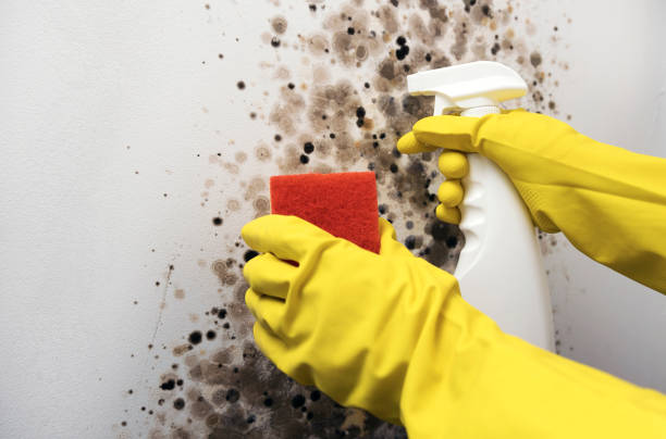 Best Mold Remediation for Schools in High Bridge, WA