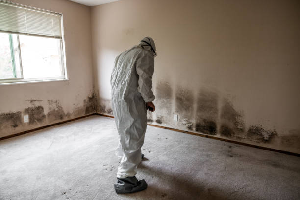 Best Crawl Space Mold Remediation in High Bridge, WA