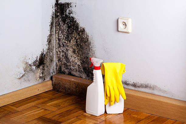 Best DIY Mold Remediation Support Services in High Bridge, WA